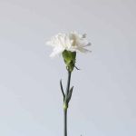 White Carnations (Bulk DIY)