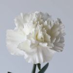White Carnations (Bulk DIY)