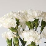 White Carnations (Bulk DIY)
