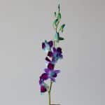 Blue Dendrobium Orchids (Bulk DIY)