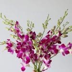 Ceasar Pink Dendobrium Orchids (Bulk DIY)