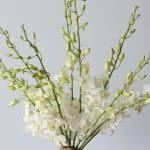 white Dandobrium Orchids (Bulk DIY)
