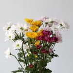 Marguerite assorties