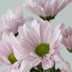Daisy Lavendar