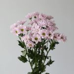 Daisy Lavendar
