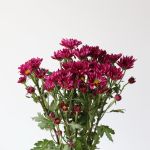 Daisy Mauve