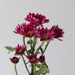 Daisy Mauve