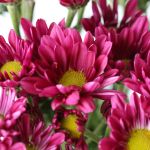 Daisy Mauve