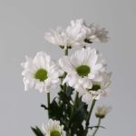 Daisy White
