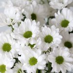 Daisy White