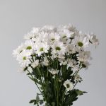 Daisy White