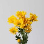 Marguerite jaune