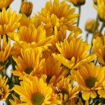 Marguerite jaune