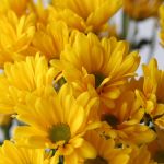 Marguerite jaune