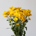 Marguerite jaune