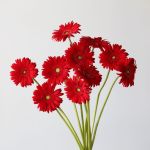 Gerbera Carambole (En Vrac)