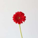 Gerbera Carambole (En Vrac)
