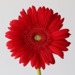 Gerbera Carambole (En Vrac)