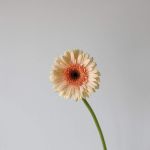 Gerbera Cafe Del Mar (Bulk DIY)