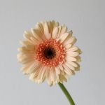 Gerbera Cafe Del Mar (Bulk DIY)