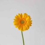 Gerbera Panama (Bulk DIY)