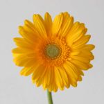 Gerbera Panama (Bulk DIY)