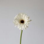 Gerbera Piano (Bulk DIY)