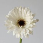 Gerbera Piano (Bulk DIY)