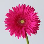 Gerbera Riley (Bulk DIY)