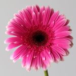 Gerbera Spin-Off  (Bulk DIY)