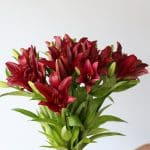 Red LA Asiatic Lily (Bulk DIY)