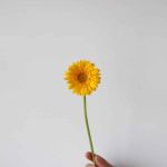 Mini Gerbera Illios (En Vrac)