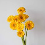 Mini Gerbera Illios (En Vrac)