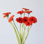 Mini Gerbera Jordy  (Bulk DIY)