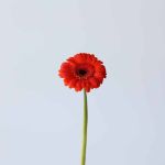 Mini Gerbera Jordy  (Bulk DIY)