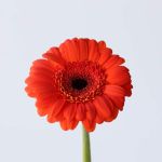 Mini Gerbera Jordy  (Bulk DIY)