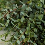 Parvifolia Eucalyptus