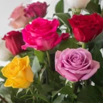 Roses Assorted Colors 40cm (Bulk DIY)