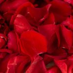 Rose Petals