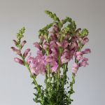 Snapdragon Lavendar  (Bulk DIY)