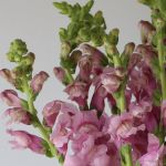 Snapdragon Lavendar  (Bulk DIY)