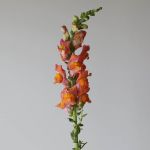 Muflier orange en-vrac