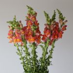 Muflier orange en-vrac