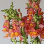Muflier orange en-vrac