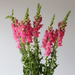 Snapdragons Pink (Bulk DIY)