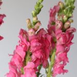 Snapdragons Pink (Bulk DIY)