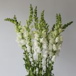 Snapdragon white (Bulk DIY)