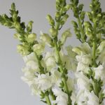 Snapdragon white (Bulk DIY)