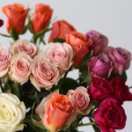 Spray Roses Assorted (Bulk DIY)
