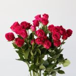Spray Roses Gem Star (Bulk DIY)